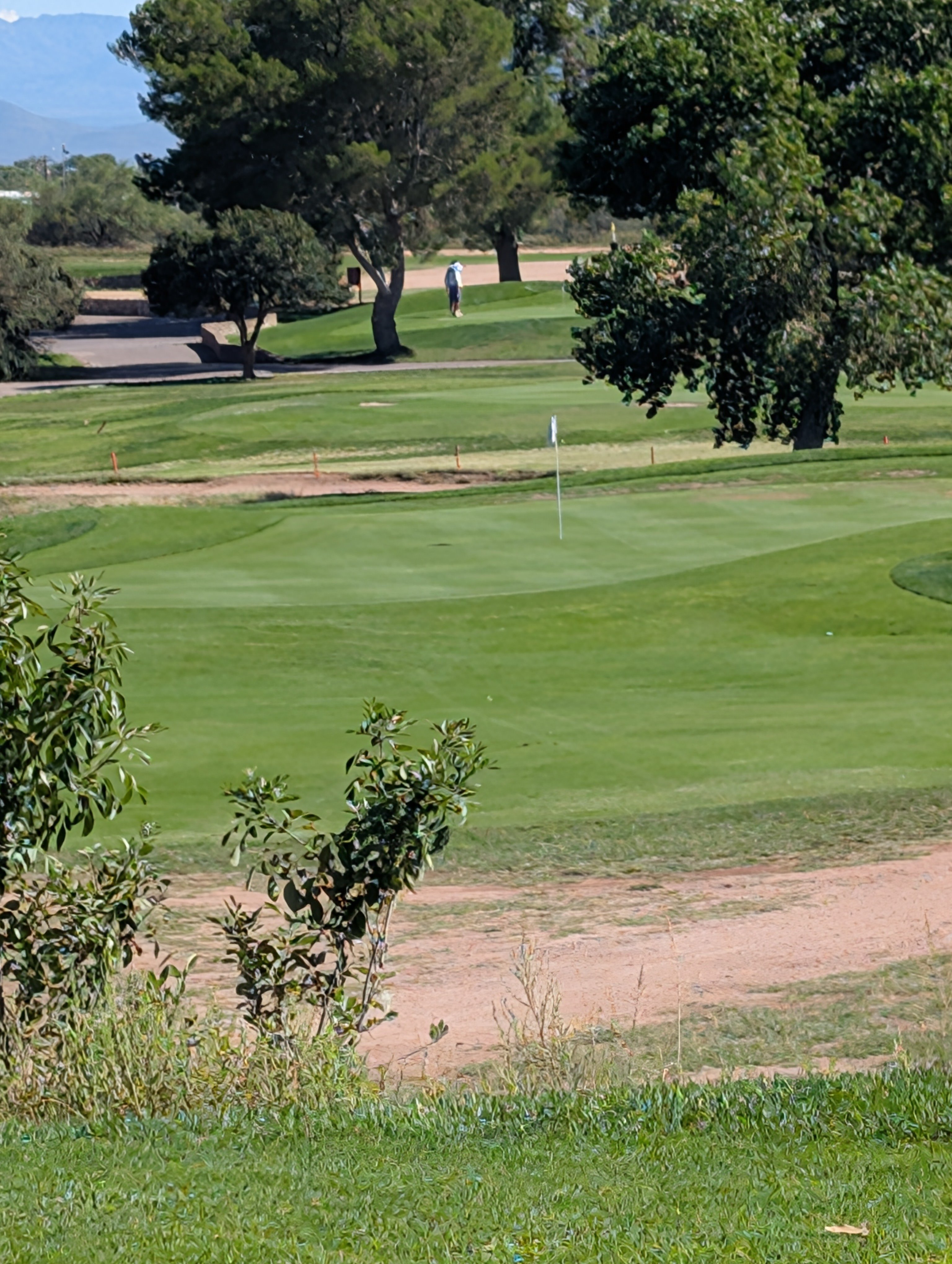 Green Grass on a golf course